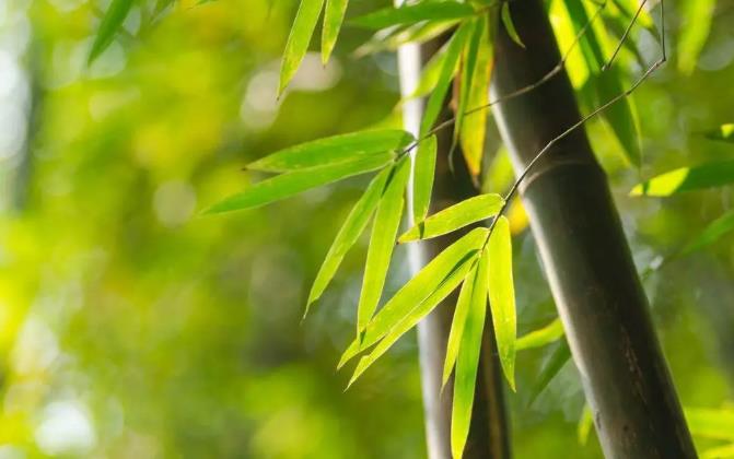 杭州莫干山周末2日游，踏雪正当时！2