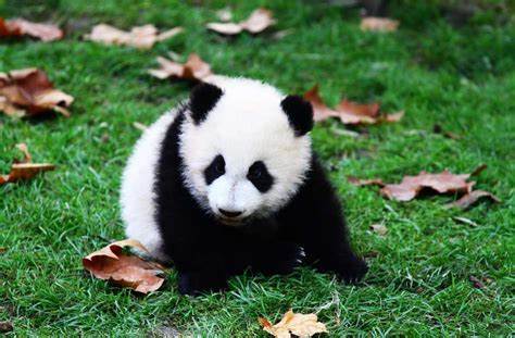 成都熊猫基地在哪？怎么去？5