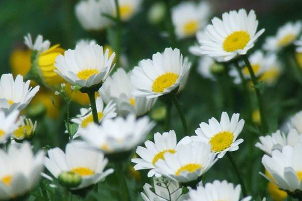 杭州旅游必买的特产有哪些?3