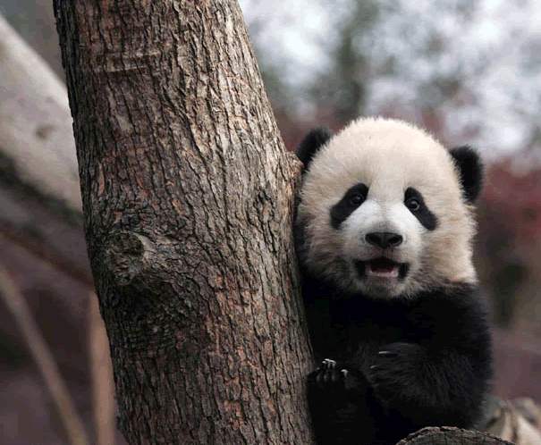 来成都大熊猫基地，跟大熊猫来一次亲密接触2