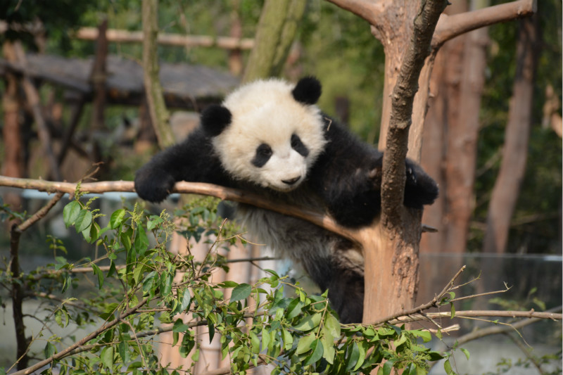 来成都大熊猫基地，跟大熊猫来一次亲密接触3