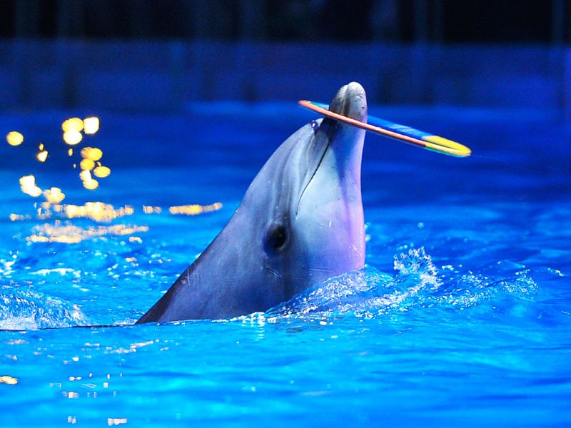 成都海洋馆都有哪些看点？1