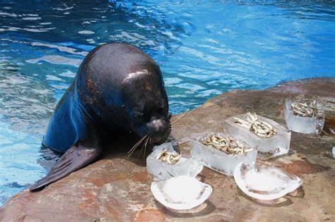 成都海洋馆都有哪些看点？2