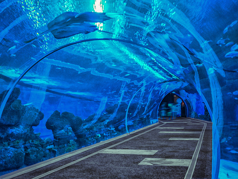 成都海洋馆都有哪些看点？3