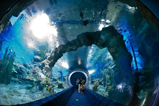 成都海洋馆在哪?有哪些特色?1