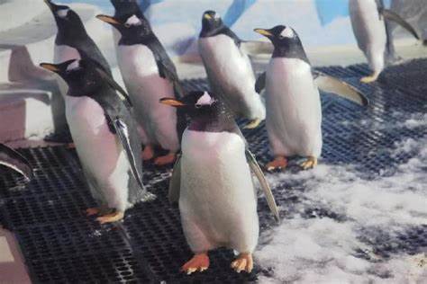 成都海洋馆都有哪些看点？4