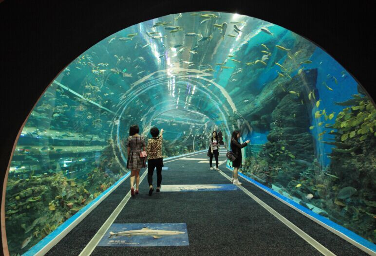 成都海洋馆在哪?有哪些特色?4