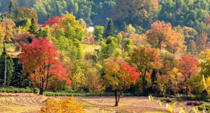 寻味古韵黄山，于古村落为伴6