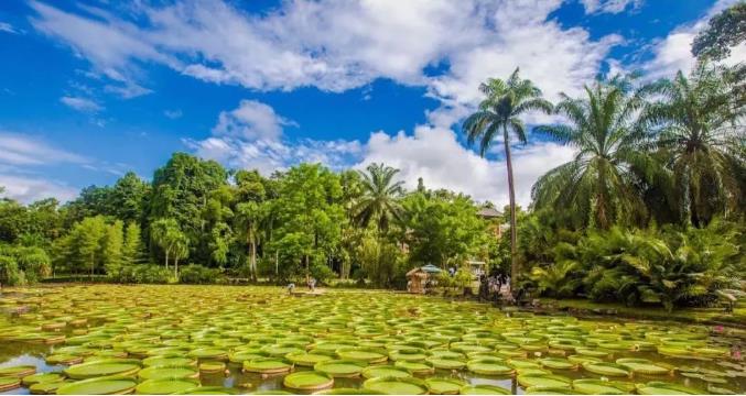 躲进西双版纳,来一场冬季避寒之旅!4