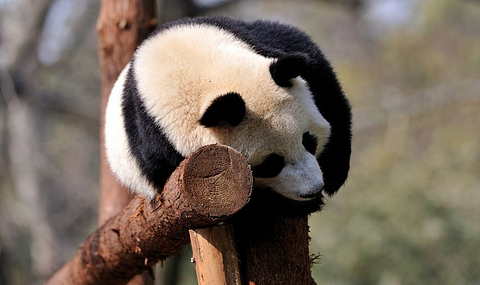 成都动物园旅游攻略,西南地区最大的动物园2