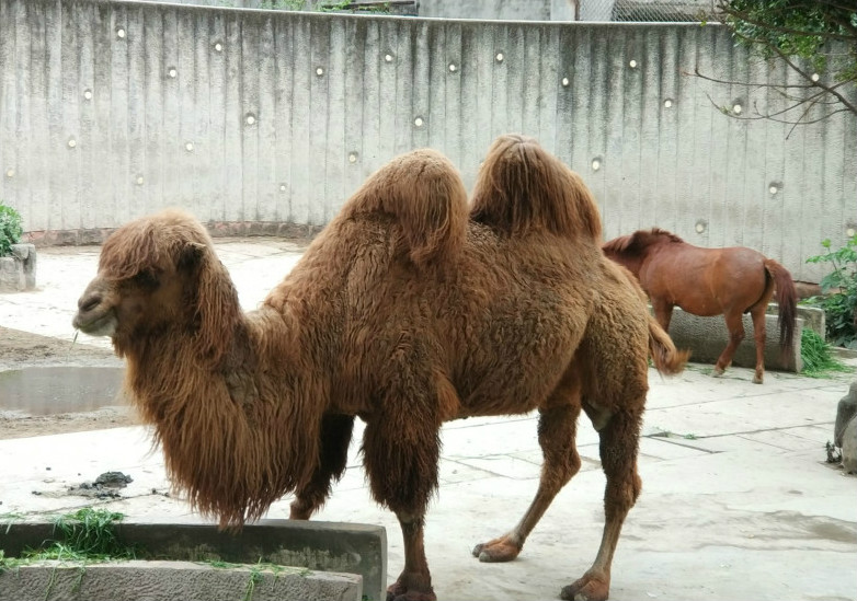 成都动物园旅游攻略,西南地区最大的动物园4