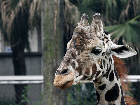 成都动物园旅游攻略,西南地区最大的动物园6
