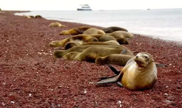 走进《进化论》中物种起源秘密的地方——加拉帕戈斯群岛11