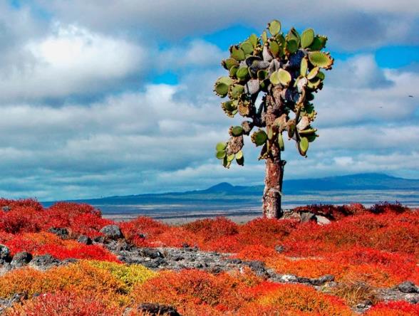 走进《进化论》中物种起源秘密的地方——加拉帕戈斯群岛14