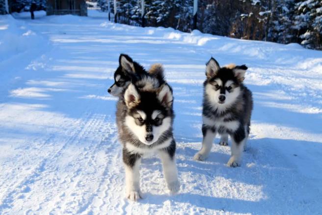 体味不一样的长白山の林海雪原15