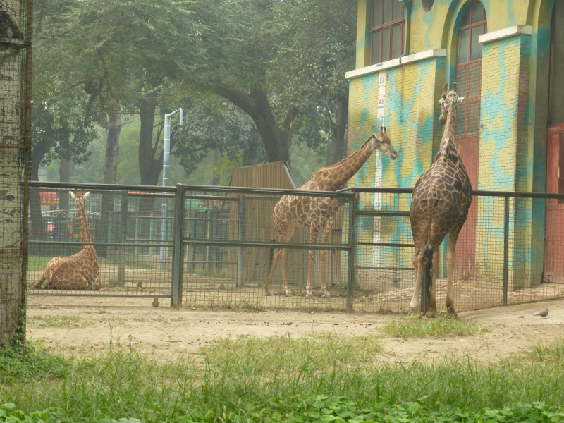 北京动物园在哪里?门票是多少?4