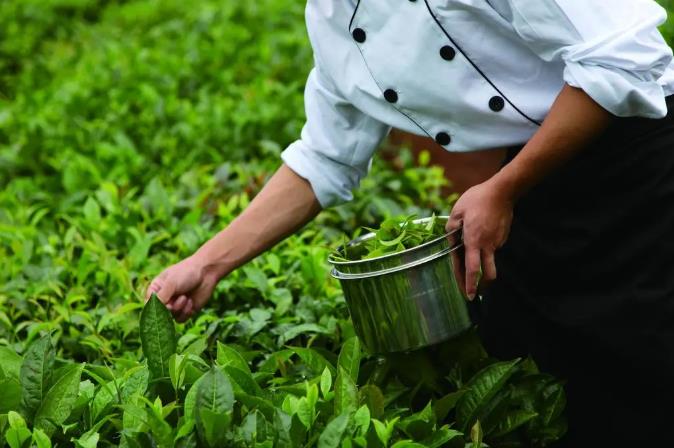 漫步古老茶园,在景迈山做快乐神仙2