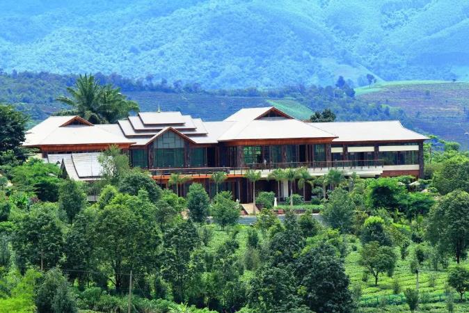 漫步古老茶园,在景迈山做快乐神仙3