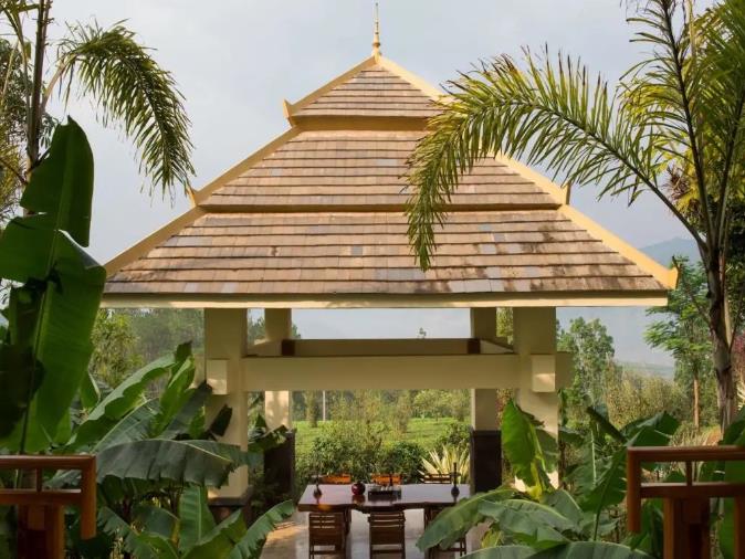 漫步古老茶园,在景迈山做快乐神仙6