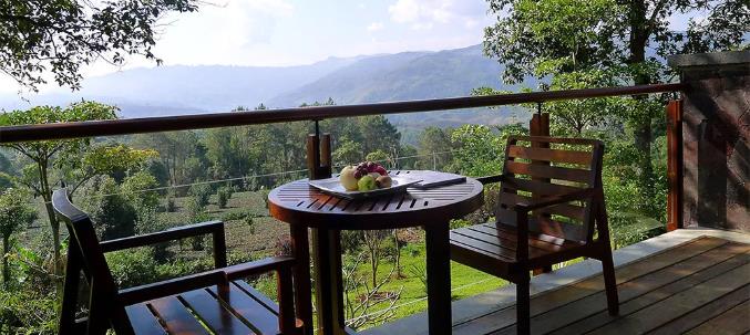 漫步古老茶园,在景迈山做快乐神仙9