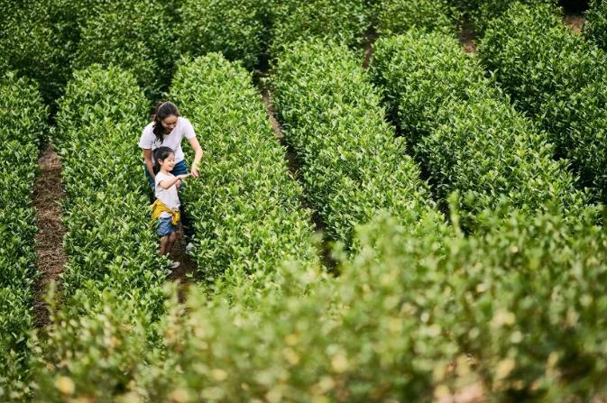 寒假来临 | 安吉 Club Med Joyview ，给你快乐亲子假期！6