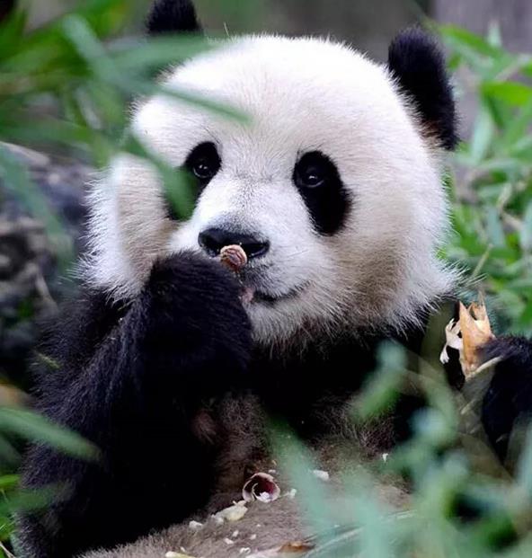 春回大地，去青城山与大熊猫一起来个踏春之旅吧！12