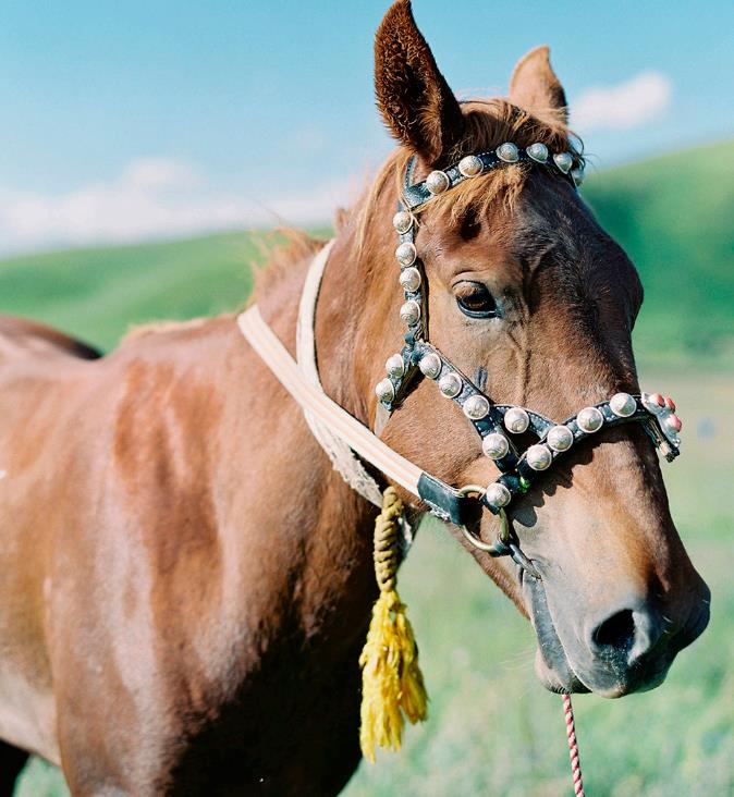 每年仅营业5个月,被评为“世界十大最佳野趣营地”—诺尔丹营地9