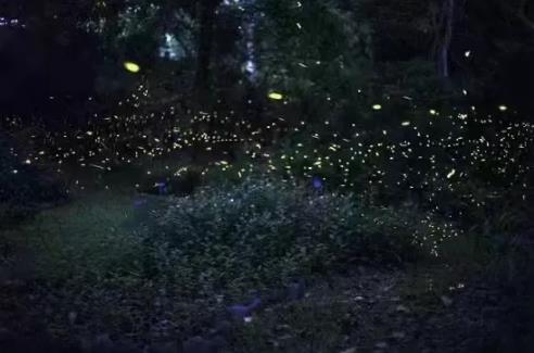 去云南泼水撒欢，邂逅傣族魅力1