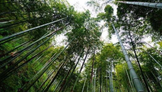 五一莫干山亲子游，适合带孩子来游山玩水2