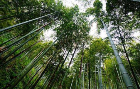 五一去莫干山还是天目山比较好?1