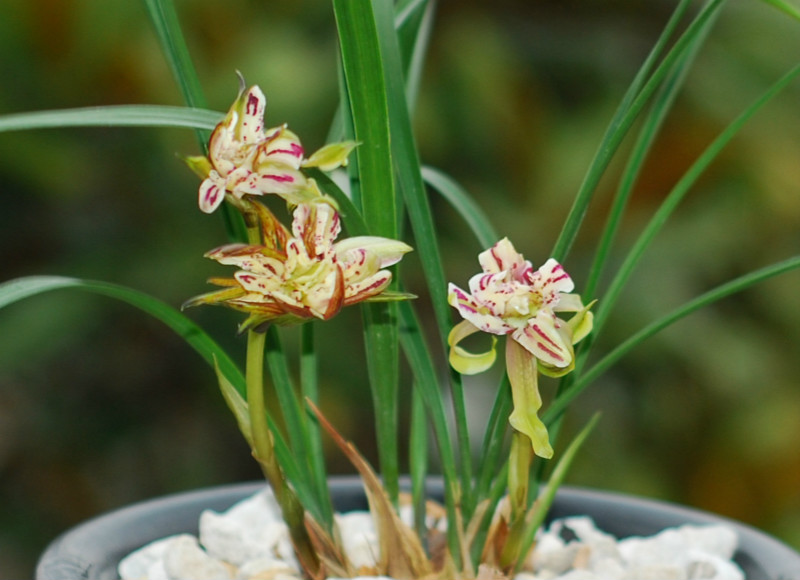 成都龙门山都有哪些特产值得带回去的？2