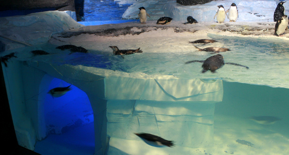 成都海昌极地海洋世界都有哪些好玩的项目?1