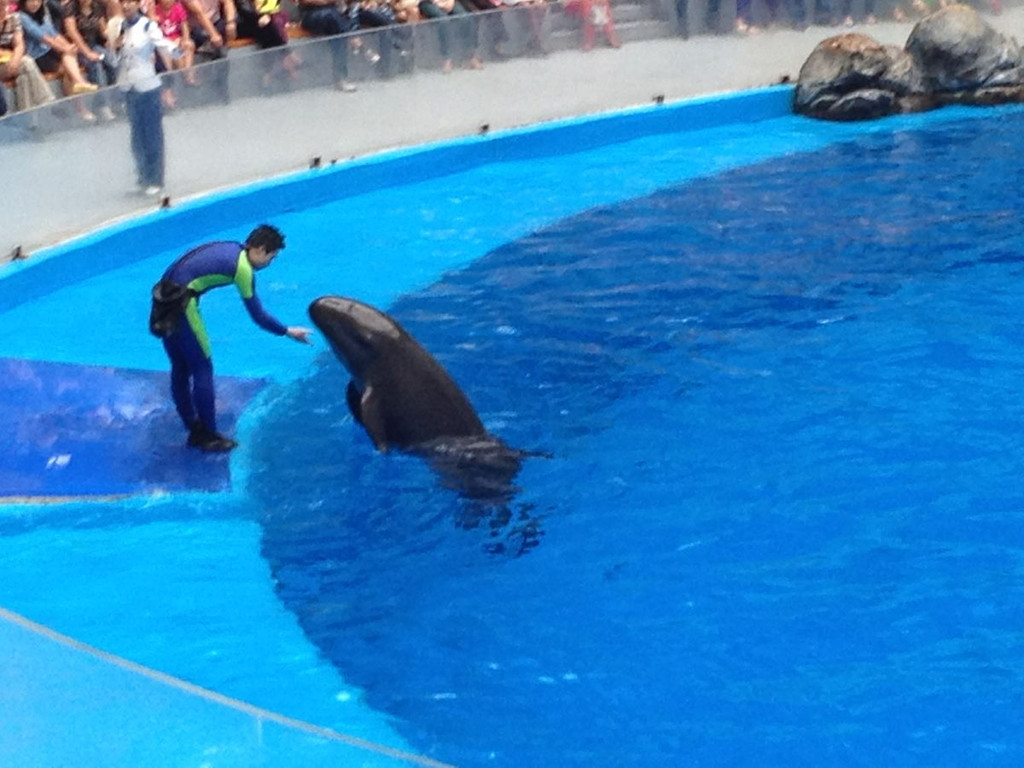 成都海昌极地海洋世界都有哪些好玩的项目?3