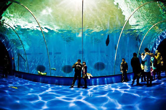 成都海昌极地海洋世界都有哪些好玩的项目?5