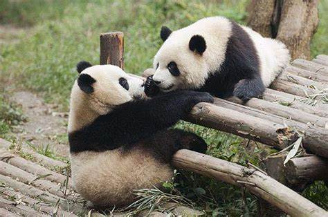 成都大熊猫繁育基地游玩攻略,与大熊猫来个亲密接触5