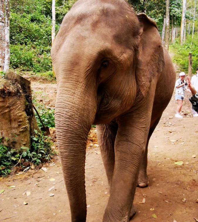 相约四月，在西双版纳来一场泼水节狂欢之旅吧！9