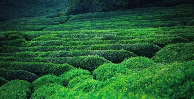 隐居溧阳山野，竟藏着一条萤火虫之路！5