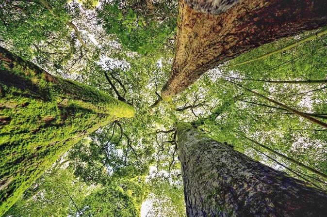 乐领·遂昌旗山侠隐丨发现仅属于你的避世桃源5