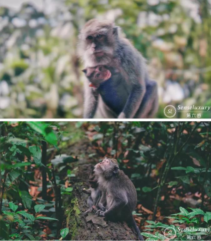 泰国巴厘岛要是开放了,都有哪些好玩的地方?8