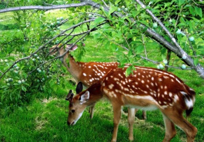 暑期去长白山都有哪些好去处？4