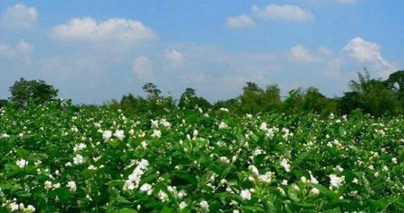 成都周边自驾游都有哪些值得推荐景点?3