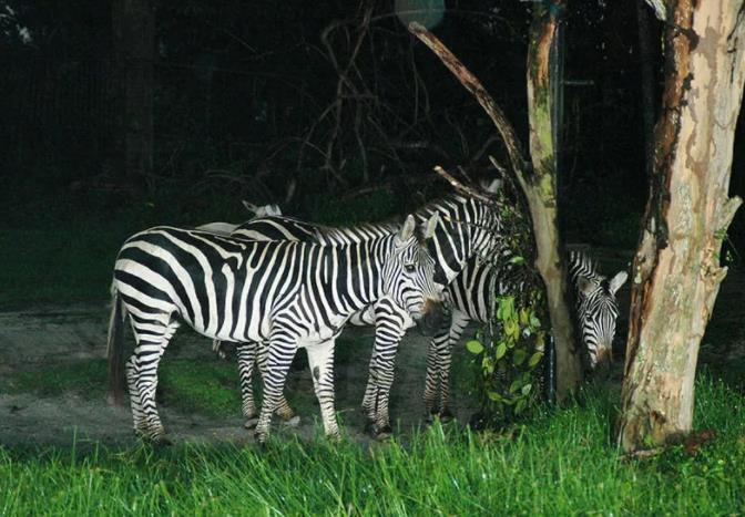 暑期玩转新加坡|领略花园城市的魅力7