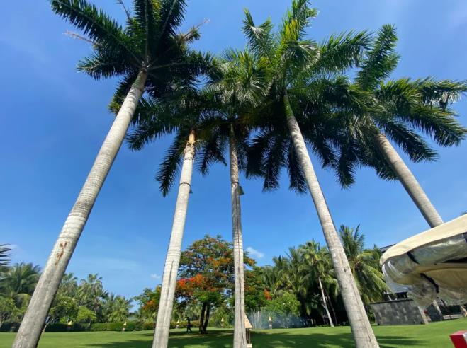 这个暑期三亚都有哪些奢华酒店值得入住打卡?4