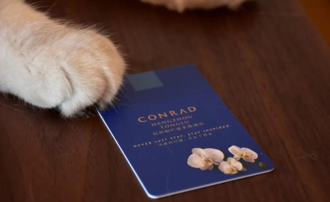 杭州桐庐康莱德，一个可以带宠物的酒店12