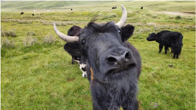 暑假去云南，这几大景点一定不要错过4