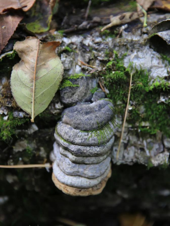 夏季的长白山，中国十大避暑胜地之一4