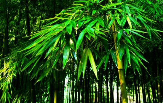 暑期去浙江安吉漂流是个什么样的体验4