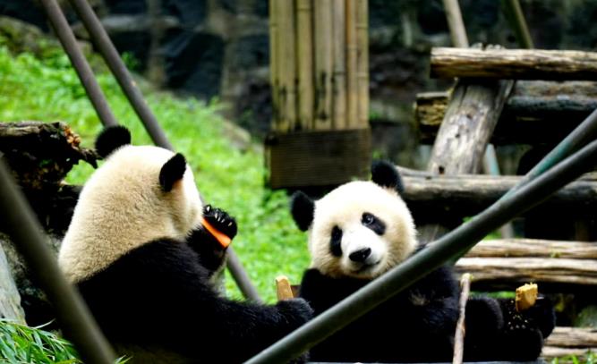 小编带你打卡成都青城山六善酒店5