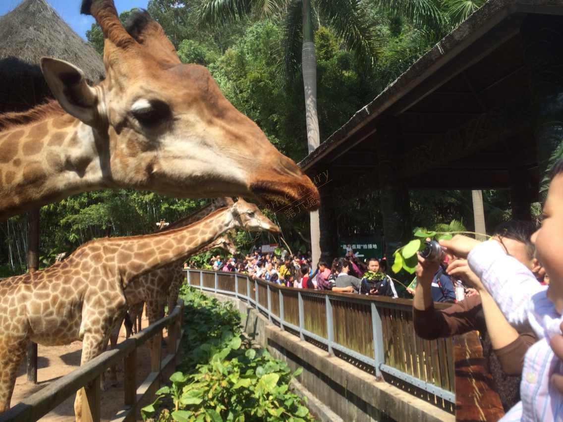 广州暑假周边都有哪些好玩的去处?2
