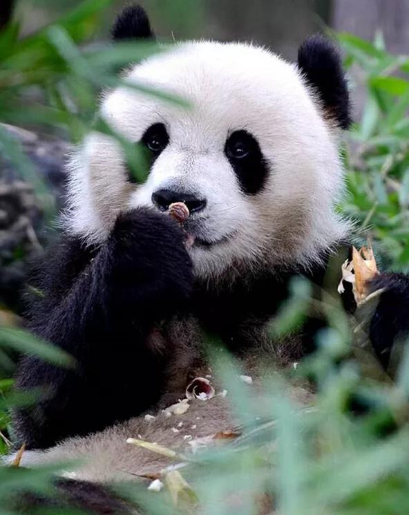 青城山六善 | 有山有水有熊猫的人间仙境10